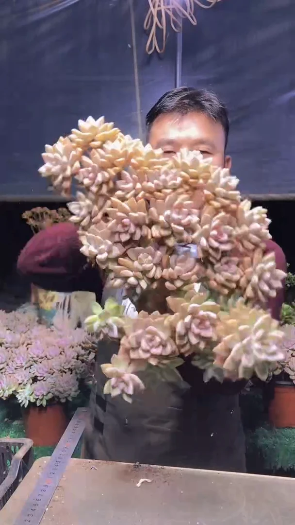225雪缀化一物一拍
