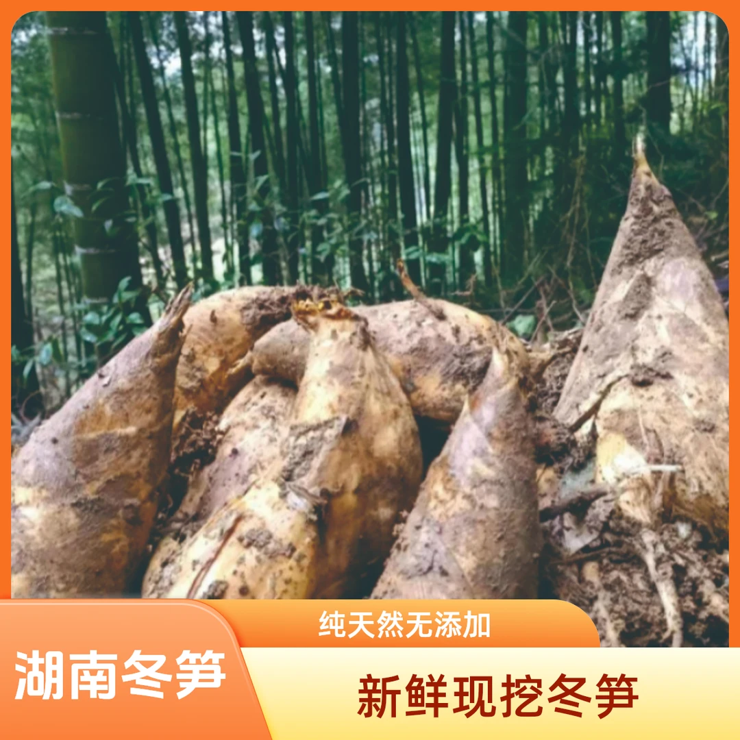 新鲜冬笋野生鲜竹笋农家现挖湖南特产黄泥冬笋毛竹笋楠竹笋子
