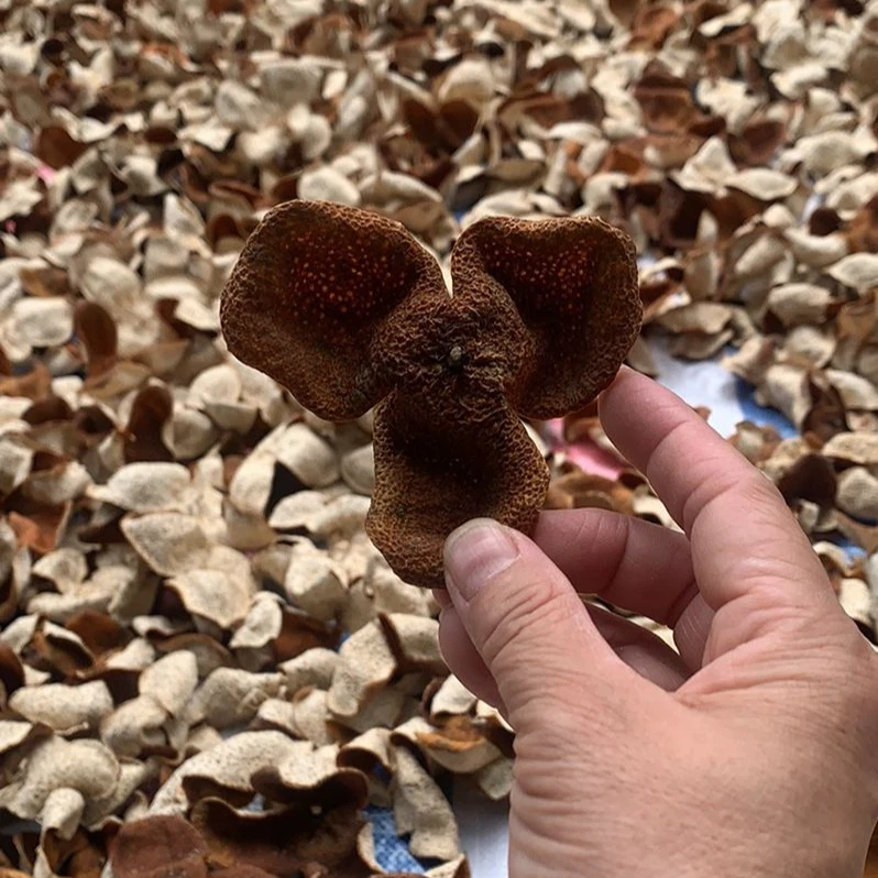 2019年茶坑大红陈皮香甜糯香