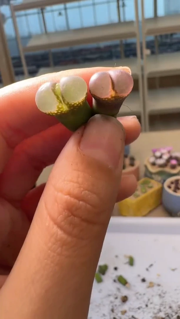 28-228多肉植物肉锥