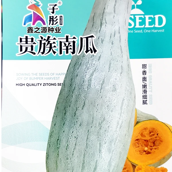 贵族丑瓜种子南瓜种子新疆金丝栗瓜板栗南瓜嘎嘎香面蔬菜种子