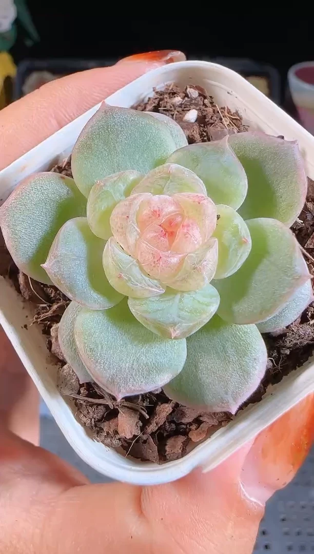 1109-572若梦麦秆群不包整