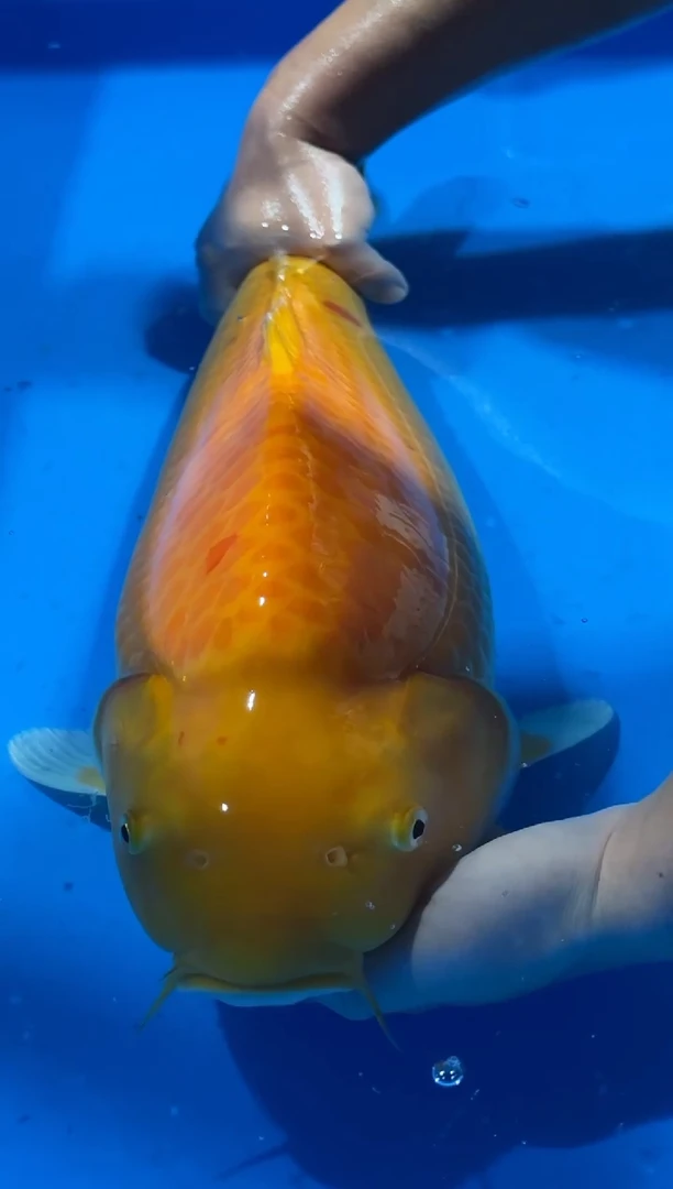 锦鲤佛山金隆锦鲤直播专用闪购链接，不支持7天无理由退货退款