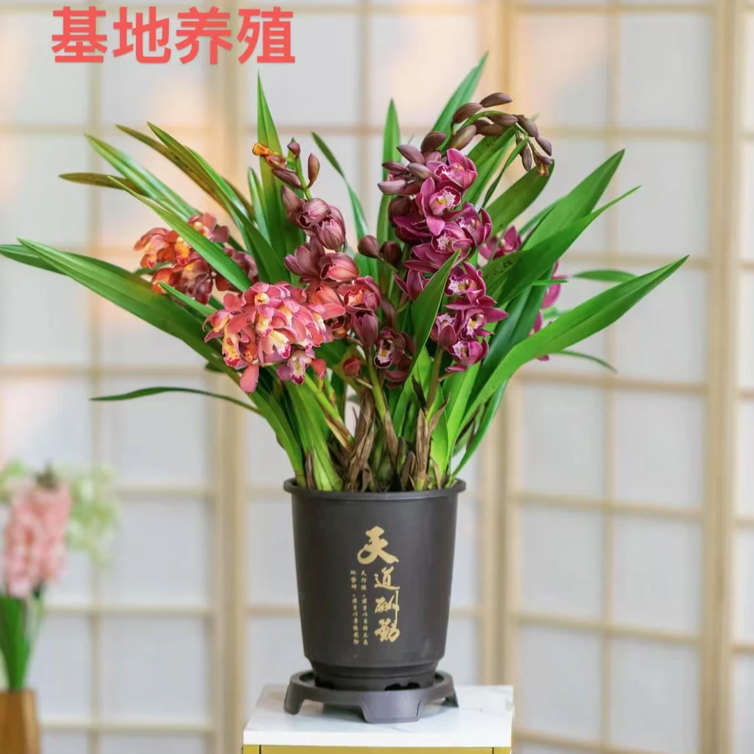 【红宝石3-5花剑】兰花红宝石开花植物年宵花盆栽室内绿植花卉盆栽