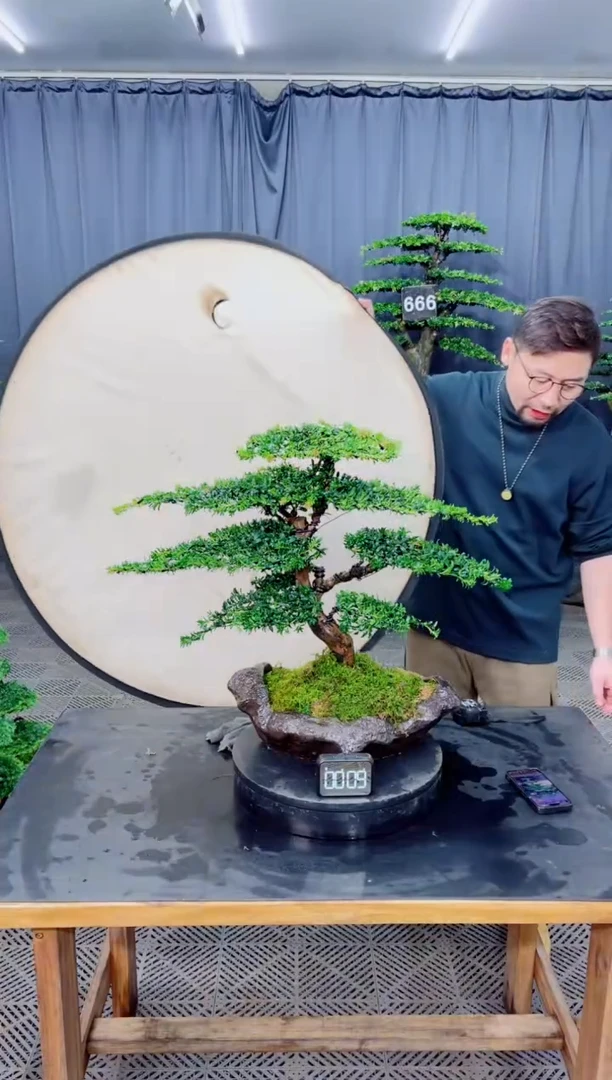 无花朵盆景........