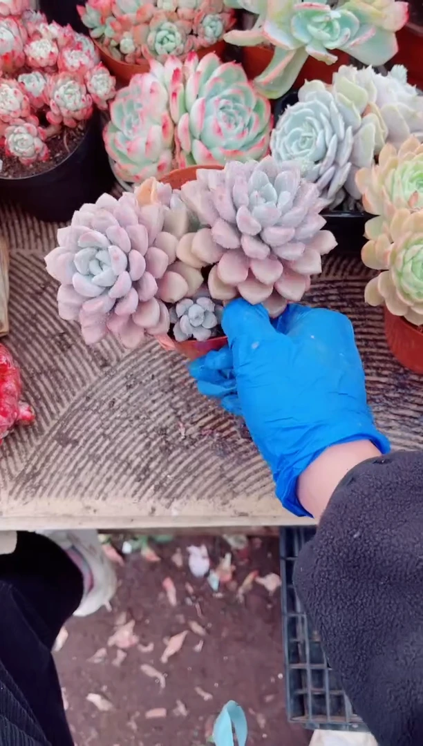 惊*跃跃精品多肉23175