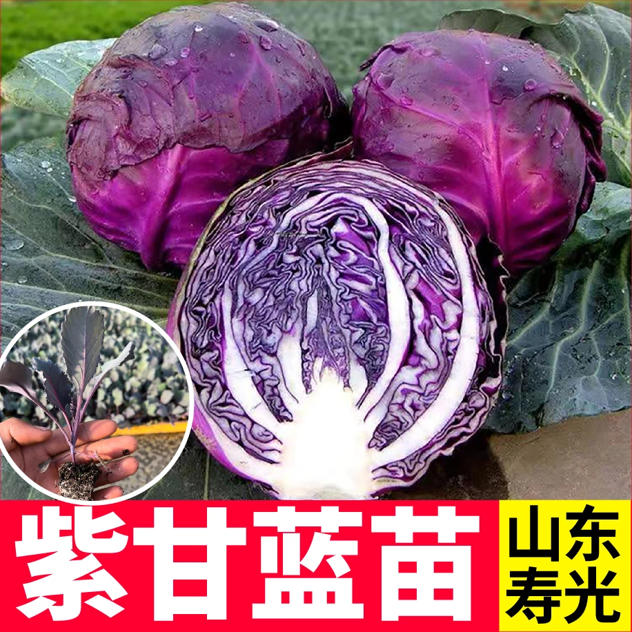秋冬紫甘蓝苗高产抗病卷心菜阳台庭院露天种植