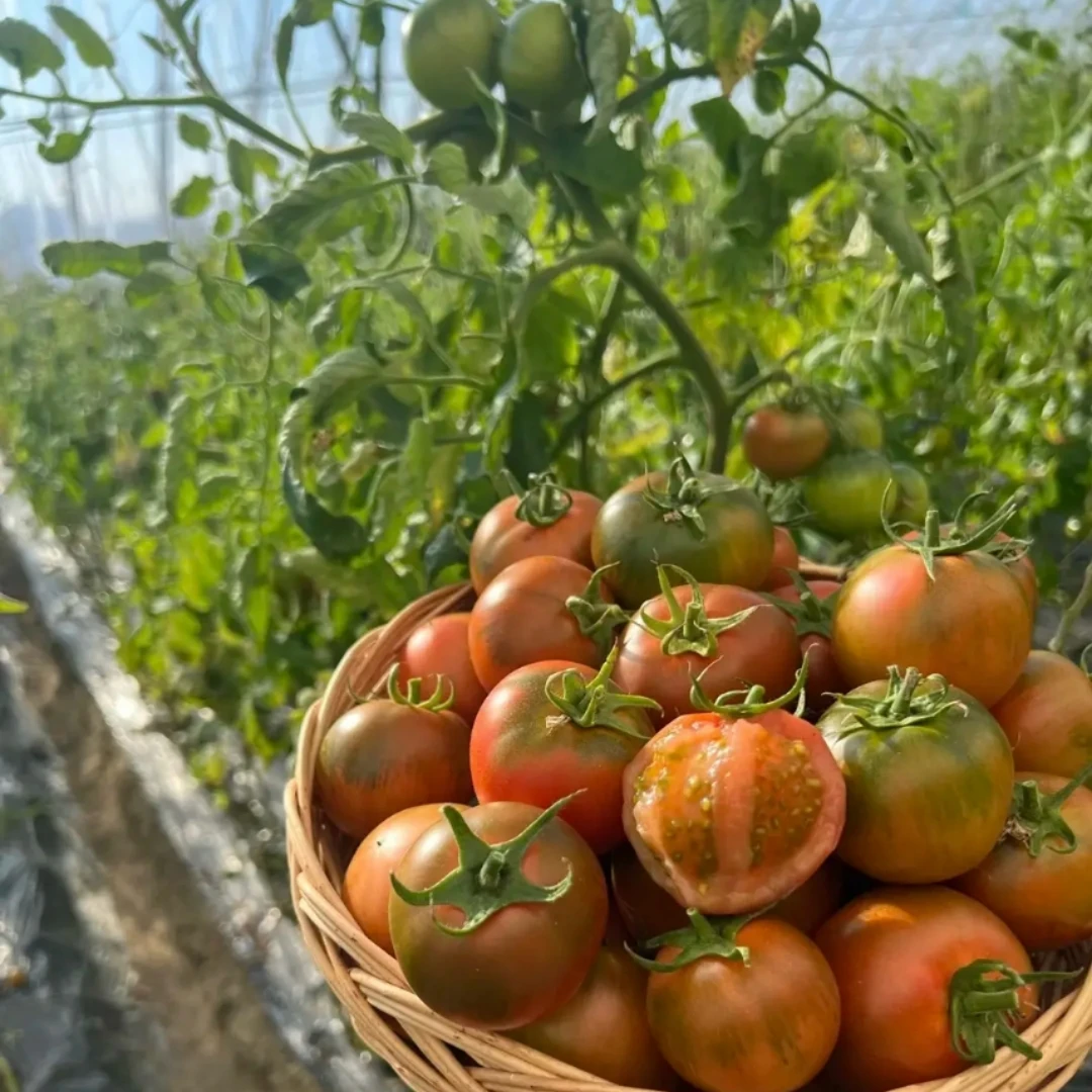 绿腚柿子自然熟现摘生吃新鲜西红柿当季即食绿腚坏果烂果包赔包退