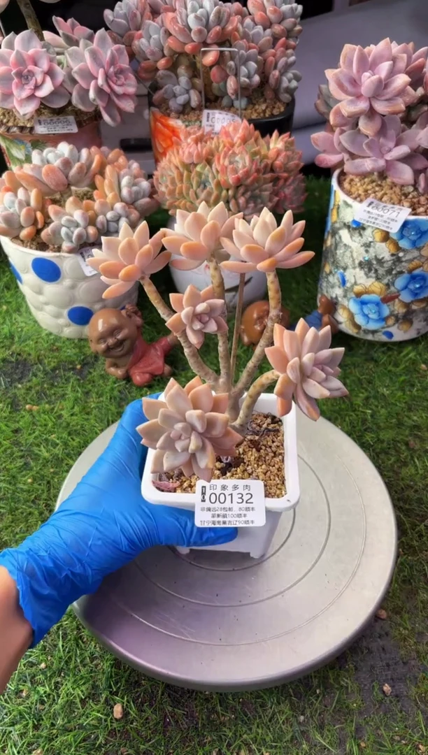 昆明印象多肉00132