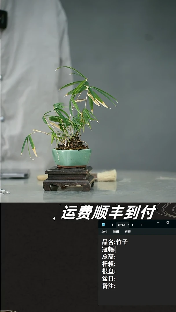 【闪购商品】8  竹子