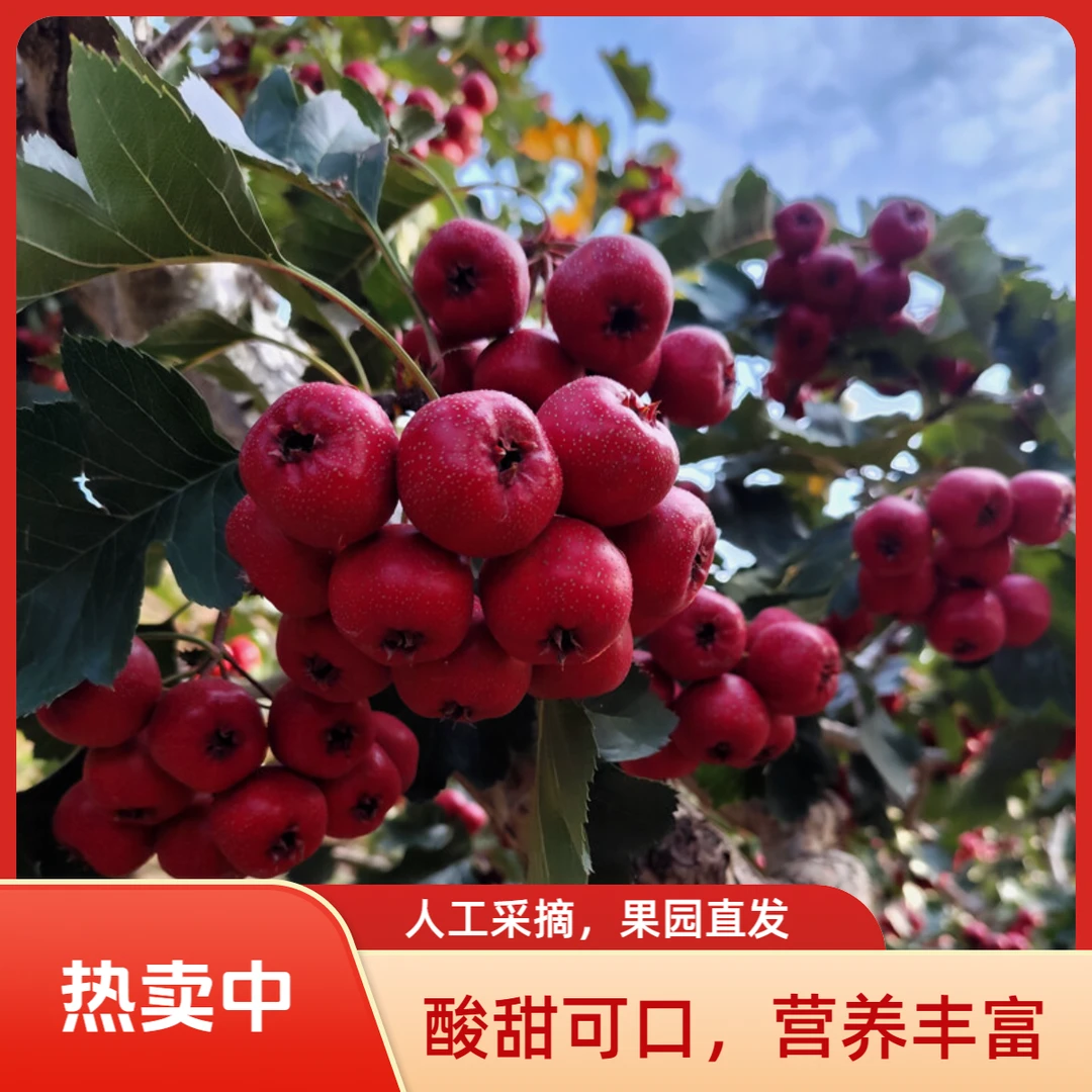 山东新鲜金星山楂水果酸甜开胃产地直发大金星