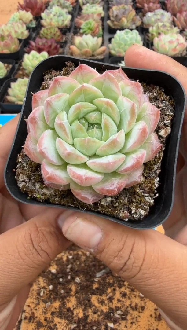 东云多肉园二店-500