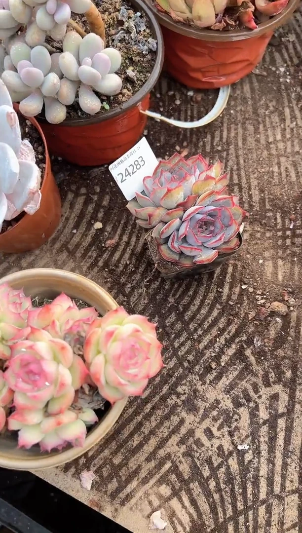 岁***?多肉植物一物一拍24287