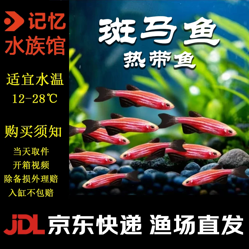 【京东快递】糖果斑马鱼广温鱼冷水鱼小型活体淡水好养耐活灯科鱼