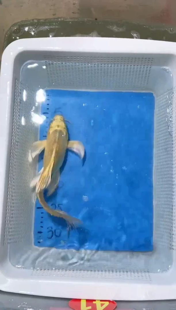 锦鲤锦鲤蝴蝶鲤鱼拍开箱视频包售后