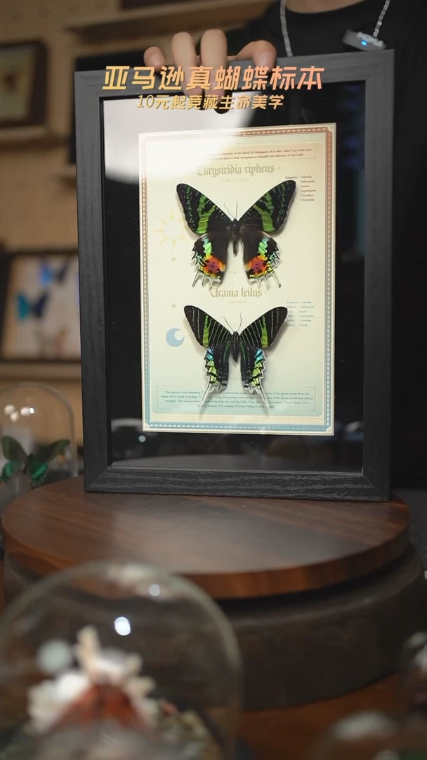 太阳蛾+月亮蛾设计款A4黑框