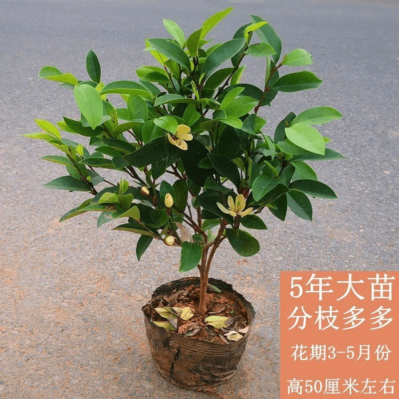 大型含笑花树苗浓香型带花苞室内庭院耐寒花卉四季常青含笑花苗树