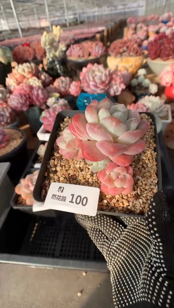 100冰玉多肉植物一物一拍