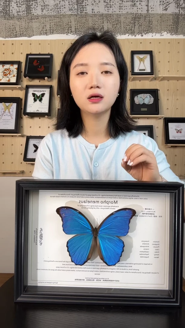 横款大蓝闪蝶（蝴蝶装饰画A4框）