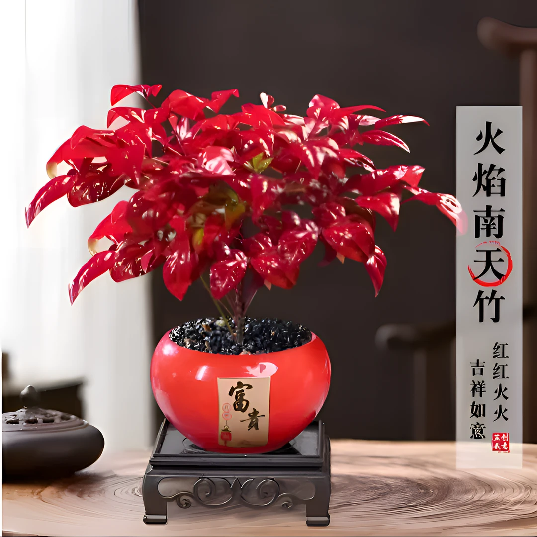 [越冷越红]火焰南天竹盆栽冬季耐寒绿植老桩盆景办公室植物好养