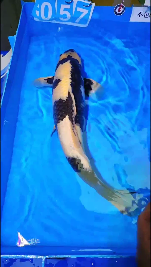 锦鲤【11.18直播】58号不包邮