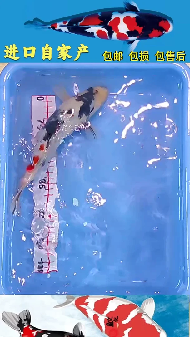 锦鲤2025/12/26悦鲤阁甄选锦鲤--1