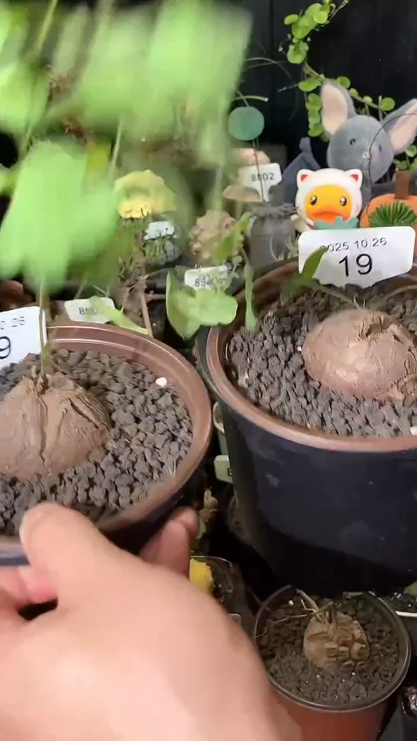 19号1026福利特价南非龟甲龙套餐