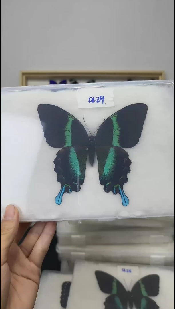 真蝴蝶标本一图一物A29