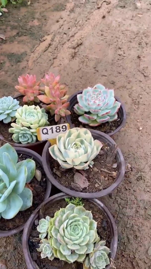 Q189多肉组合默认脱土发货