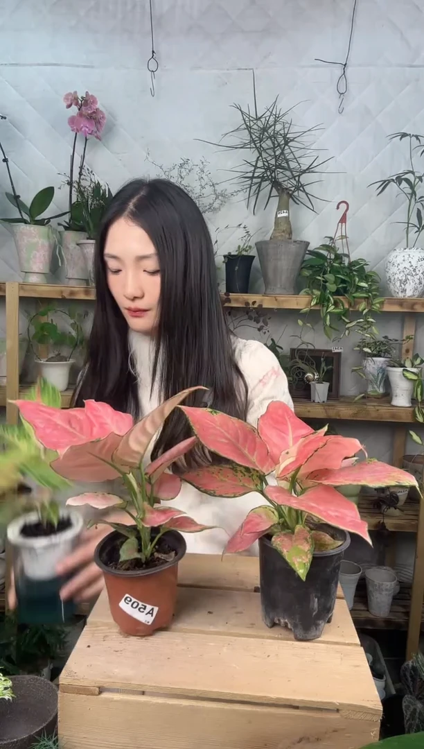 无花朵509胭脂育苗盆