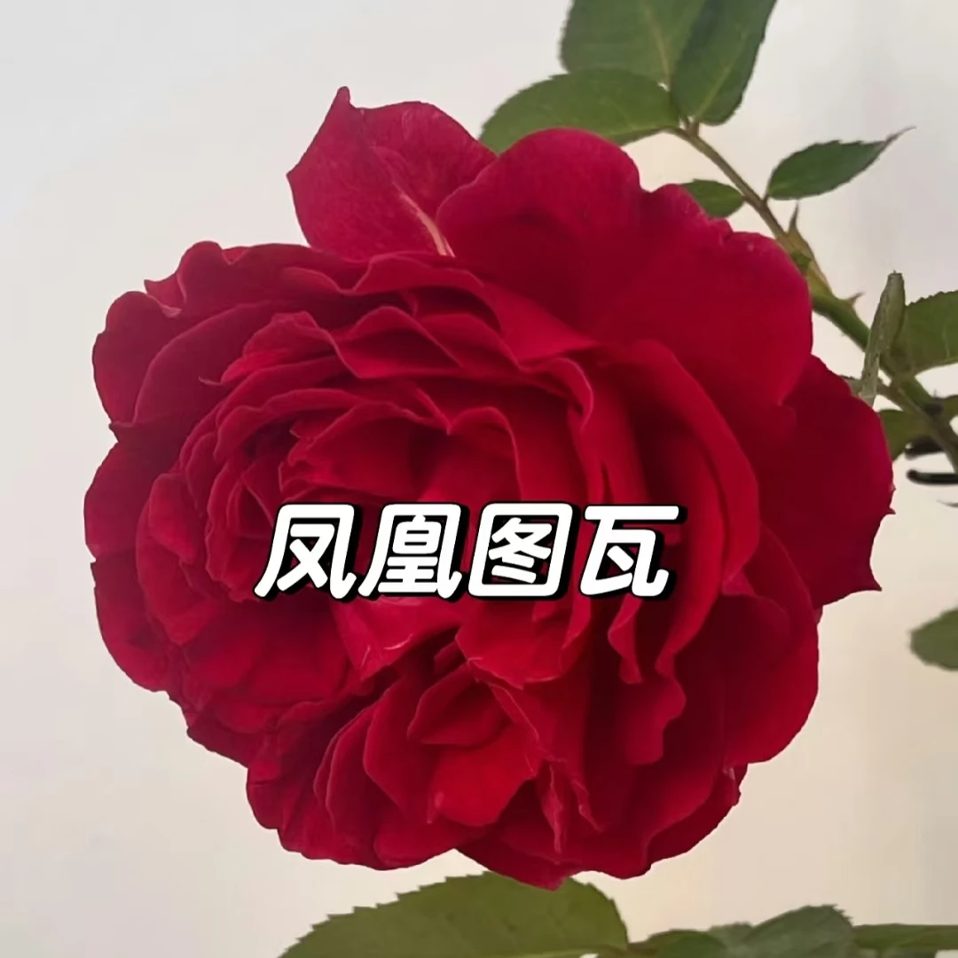 凤凰图瓦中苗  四季灌木月季