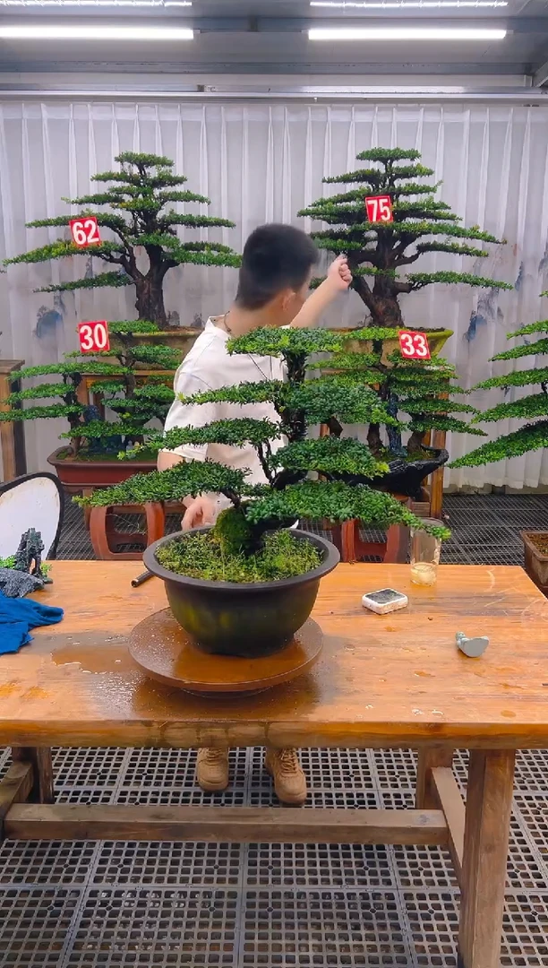 无花朵3****5精品盆景直播间一物一拍
