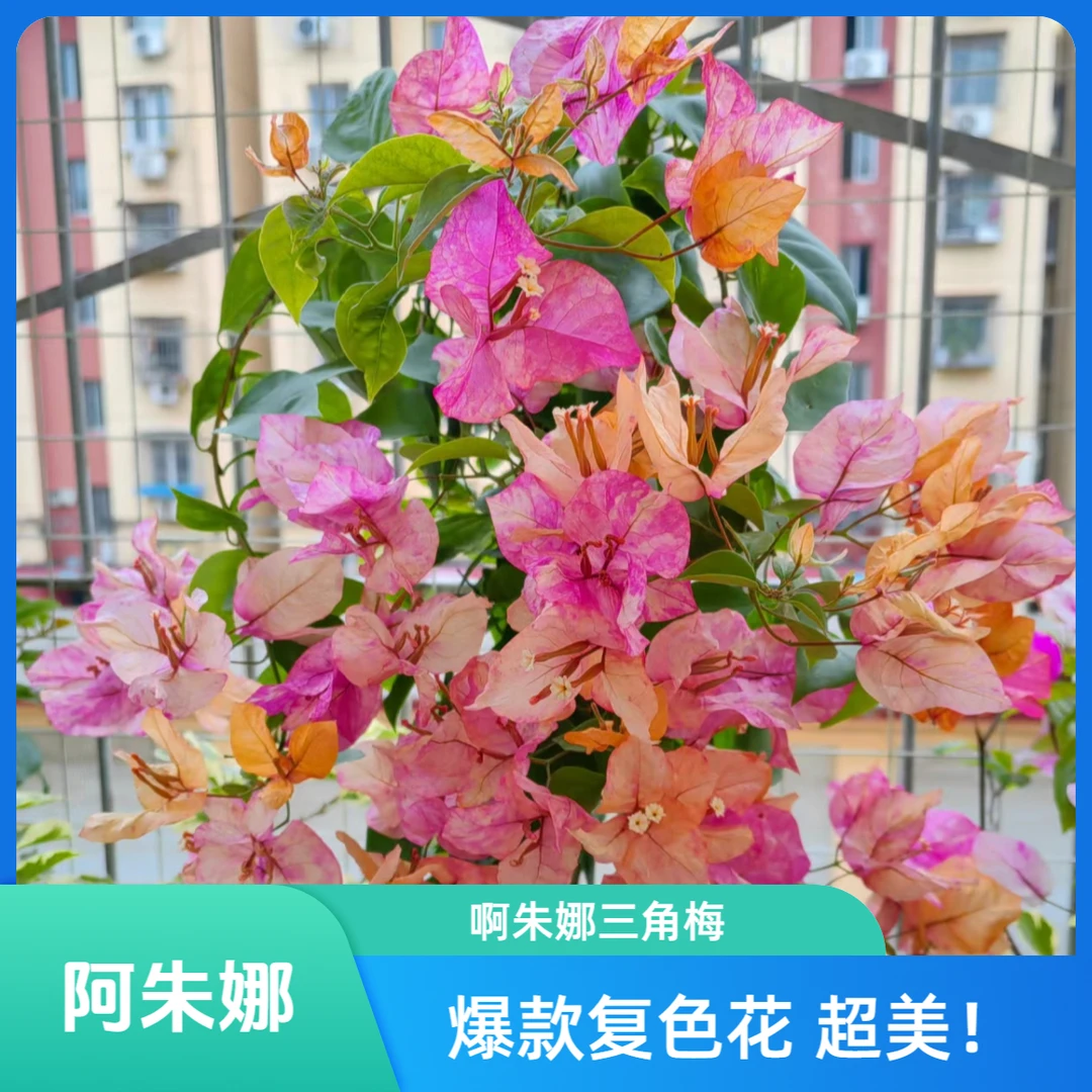 【啊朱娜】原生盆苗品种三角梅