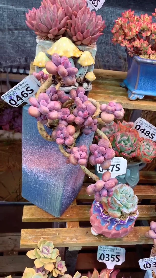 046S（一物一拍实付满28发货，默认不带盆土）