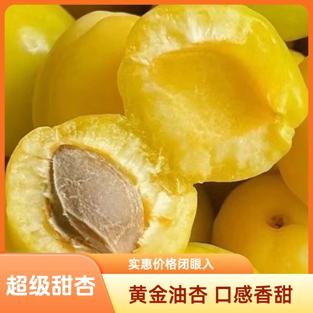 【桃老三】超级甜正宗沂蒙山小油杏现摘新鲜水果高山蜜杏香甜多汁