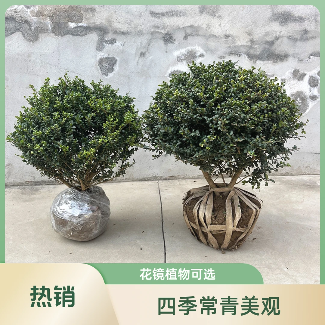 龟甲冬青苗小叶冬青四季常青庭院绿化绿篱花镜植物龟甲冬青灌木球