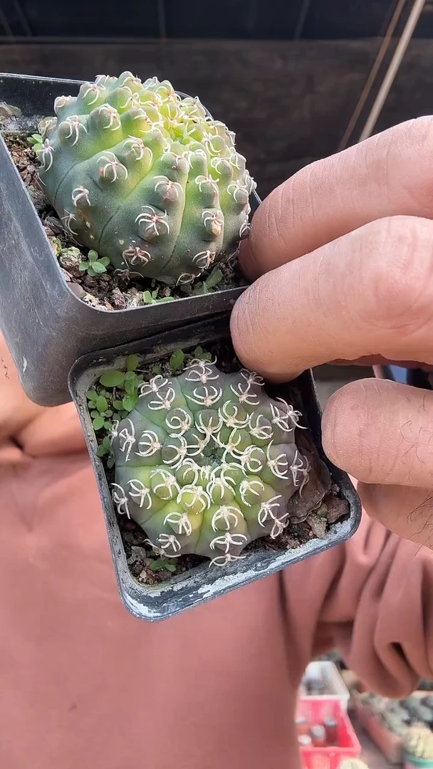 实生白刺瑞昌玉9.99