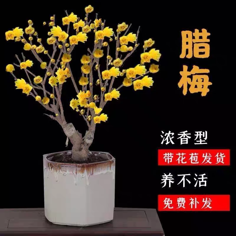 【带花苞】原生腊梅花红梅花卉盆栽耐寒耐热浓香型庭院阳台植物好
