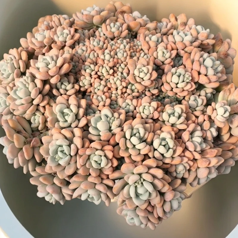 多肉植物满18包邮  轻微断枝断头不售后   介意慎拍