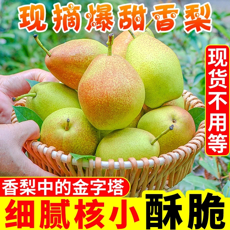 2025头茬正宗山西运城红香酥梨梨子新鲜水果当应季整箱香梨应季