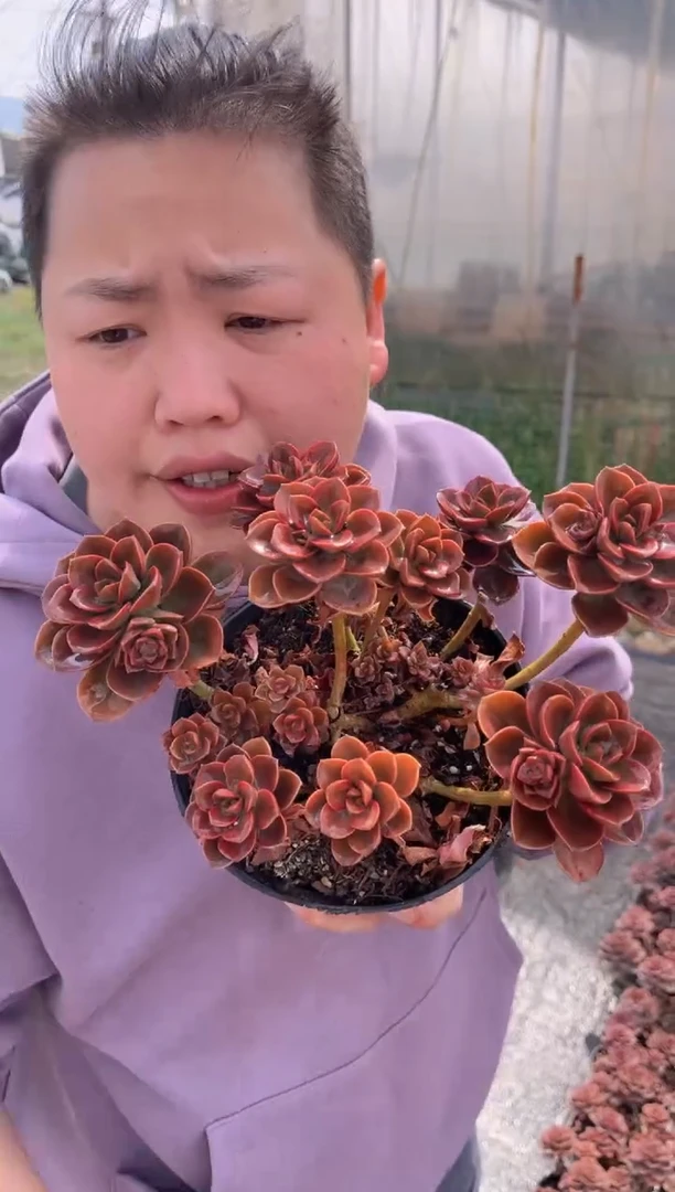 【闪购商品】6-巧克力6.5