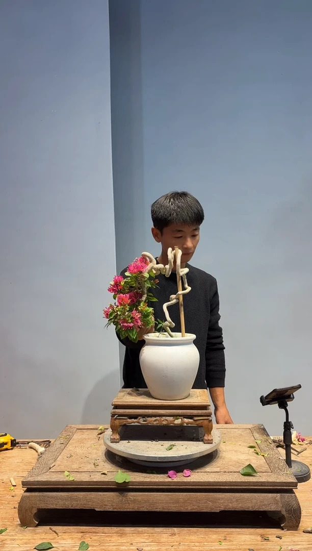 以实际为准三角梅A45