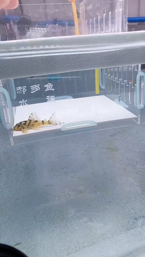 清道夫3.6入缸不包损36