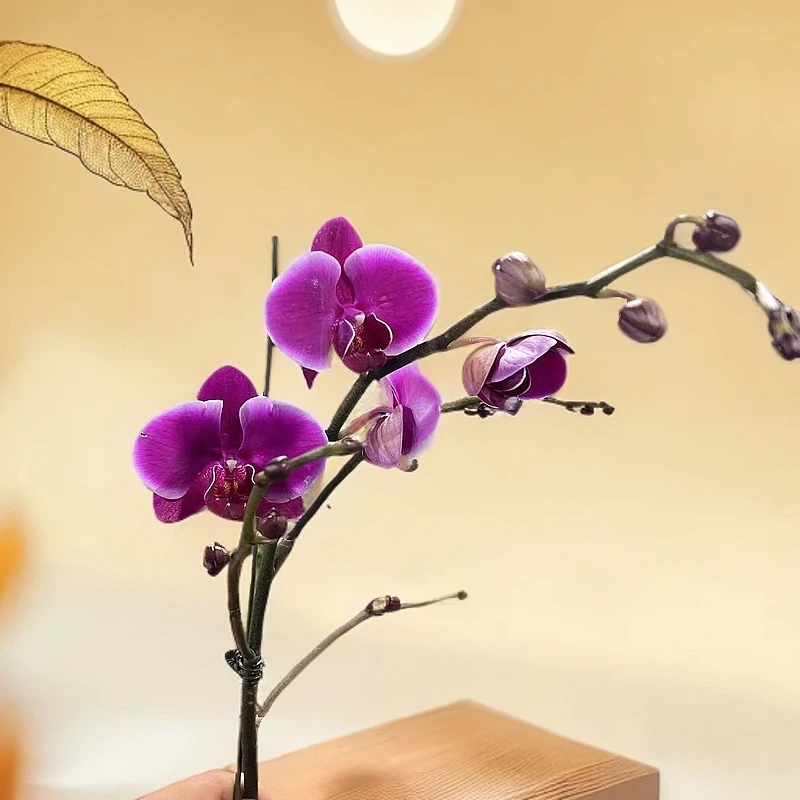 【胖胖】（比勒陀利亚）蝴蝶兰单花剑高品室内观赏花