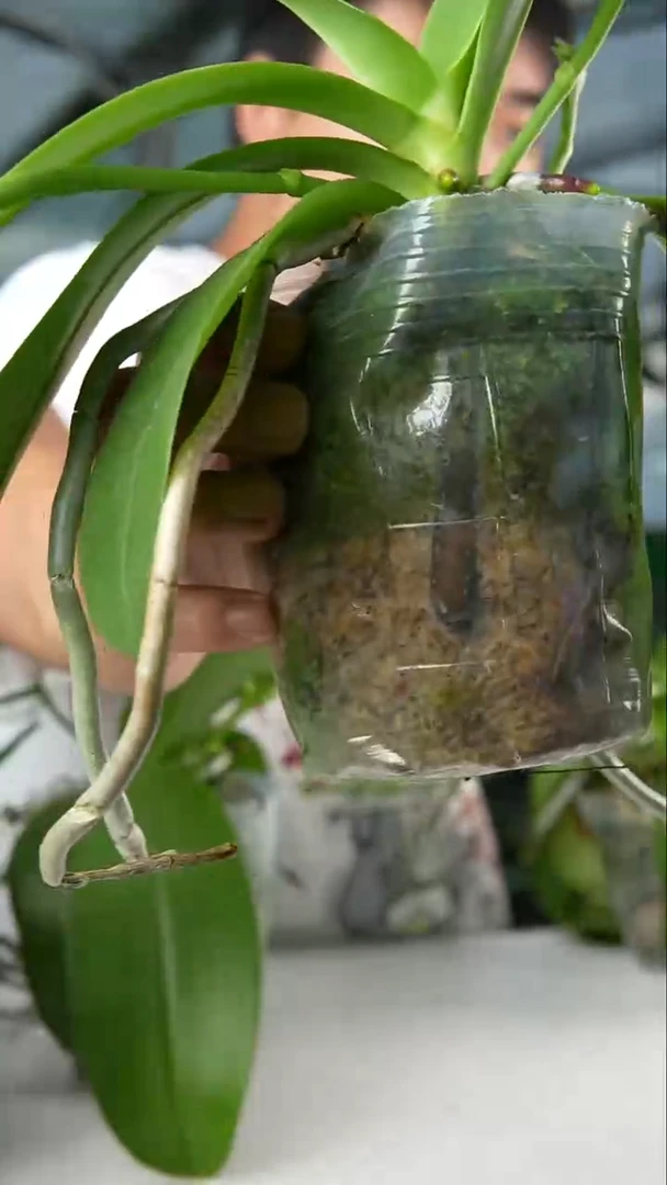 当前无花朵，栽培后可花朵红鹿角交贝 （3.0）有空根叶瑕 无售后