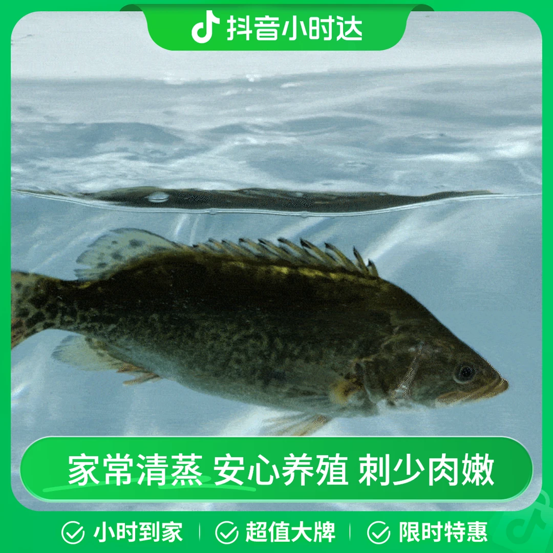 鲜活桂鱼1条 约300g
