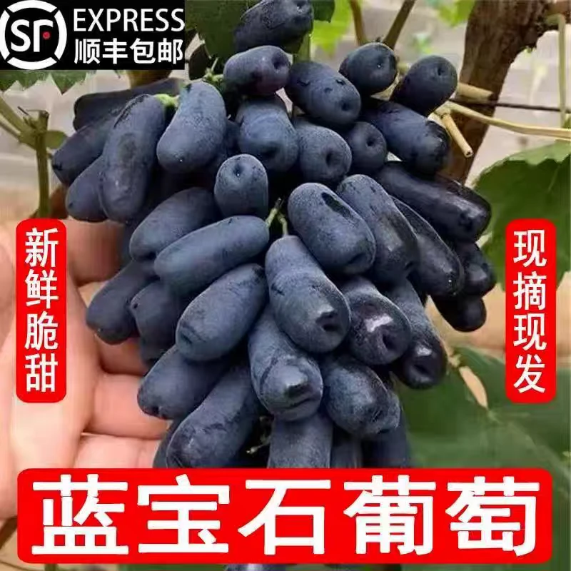 【精品果-顺丰包邮】正宗蓝宝石美人指拇指葡萄新鲜应季水果爆汁甜