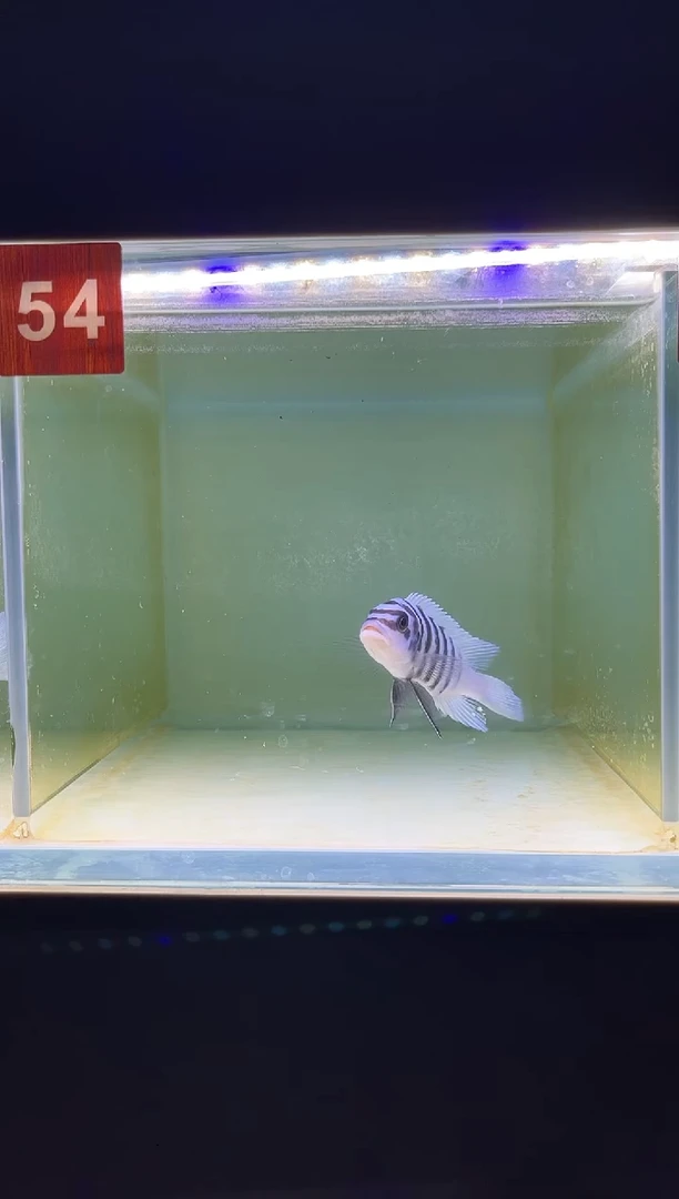 海水三湖慈鲷野生