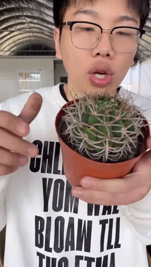 【闪购商品】【带根】8-10cm 碧岩玉