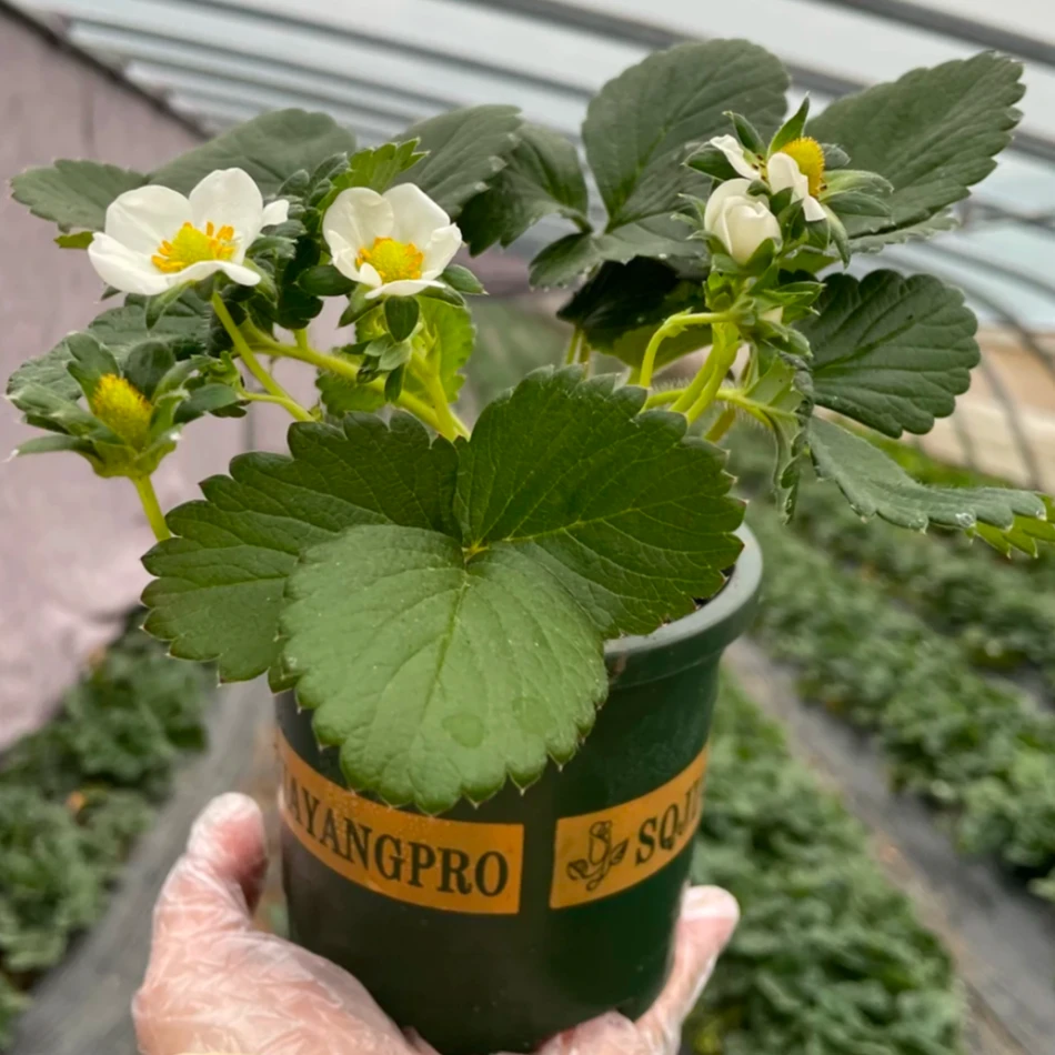 阳台庭院四季易活草莓苗盆栽观果草莓盆栽苗壮还送肥料